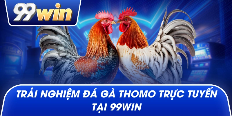 Trải nghiệm đá gà Thomo trực tuyến tại 99win